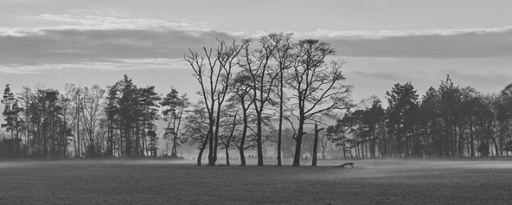 Copse of Trees near Whitewell