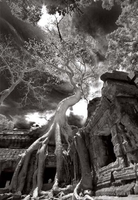 Tree At Ta Prohm - Angkor, Cambodia